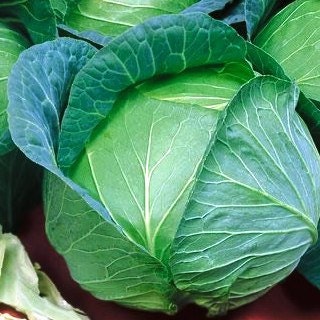 Cabbage Seeds Danish Ballhead Seeds 2,000