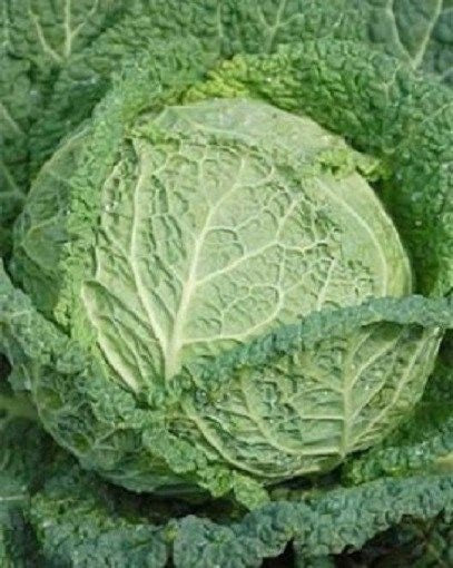 Cabbage Seeds Savoy Perfection Garden Seeds 1,000 Seeds Vegetable Seeds