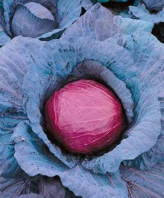 Cabbage Seeds Mammoth Red Rock 2,000 Seeds