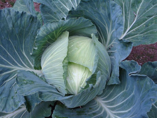 2,000 Cabbage Seeds Late Flat Dutch Seeds
