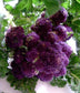 Broccoli Seeds 50 Purple Sprouting Seeds