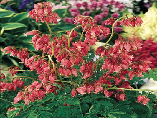 25 Seeds Bleeding Heart Dicentra Eximia