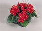 50 Pelleted Seeds Begonia Super Olympia Red