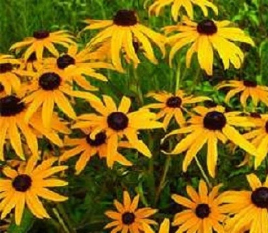 Black Eyed Susan Seeds 5,000 Seeds