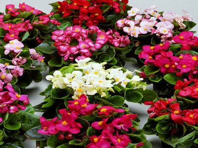 50 Pelleted Begonia Seeds Hot Tip Mix Seeds