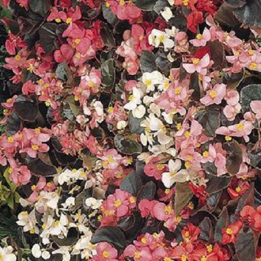 50 Begonia Cocktail mix Pelleted Seeds flower seeds