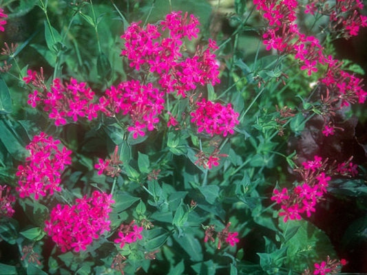 Catchfly Seeds Silene Armeria 5,000 Seeds Wildflower Seeds