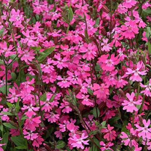 Catchfly Seeds Nodding Catchfly Triumph 500 Seeds Silene Pendula Triumph
