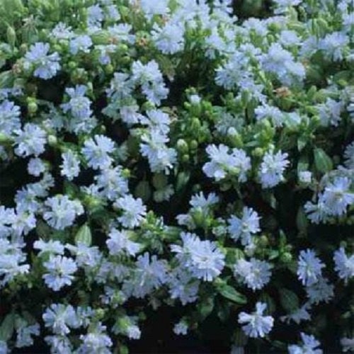 Nodding Catchfly Seeds Snowdrop 500 Silene Pendula Seeds
