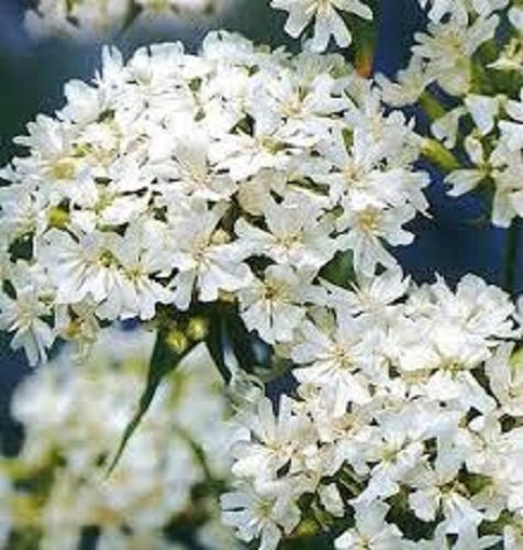 Lychnis Snowstar Seeds Lychnis Seeds Viscaria Snowstar 2,000 Flower Seeds