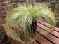 Ornamental Grass Seeds Carex Frosted Curls 50 Grass Seeds New Zealand Hair Sedge