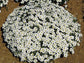 Arenaria Sandwort Seeds Mountain Sandwort 50 Seeds