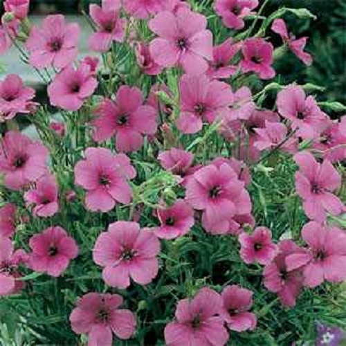 Viscaria Seeds Viscaria Oculata Rose 500 Seeds