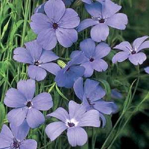 Viscaria Seeds Viscaria Oculata Blue 500 Seeds