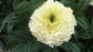 Marigold Seeds Vanilla Marigold 50 Seeds White Marigold