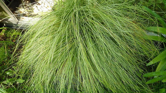 carex grass seeds amazon mist ornamental grass 25 Pelleted Seeds grass seeds