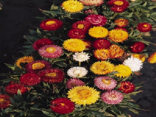 Helichrysum Seeds Bikini Mix 250 Strawflower Seeds