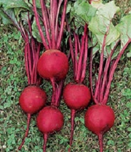 500 Beet Seeds Ruby Queen Beets