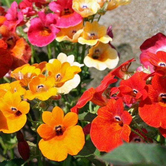 Nemesia Seeds Carnival Mix 500 Seeds