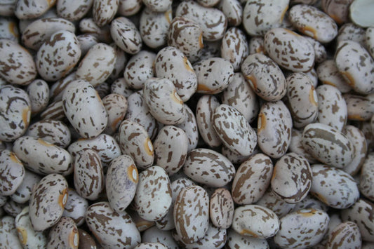 100 Pinto Bean Seeds Shell Beans 95 days