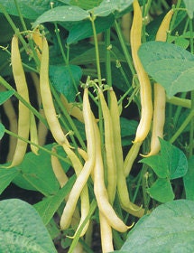 50 Yellow Wax Bush Beans Vegetable