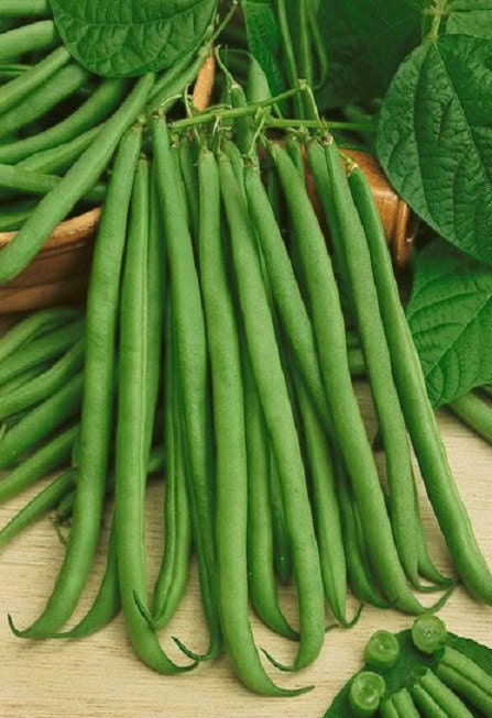 50 Bean Seeds Bush Bean Top Crop Garden Seeds