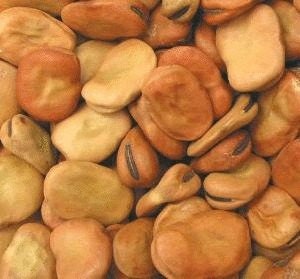 MPB#5 Fava Bean Seeds Giant Bean 15 Seeds