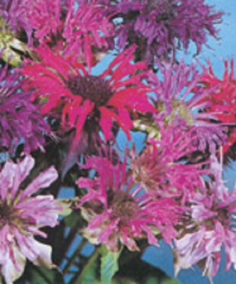 50 Seeds Bee Balm Maonarda Panorama Mix