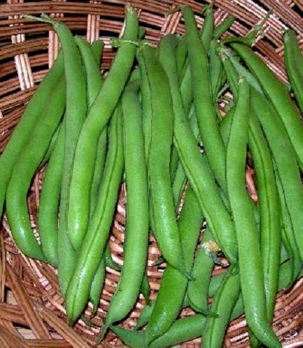 50 Seeds Bush Harvester Beans Vegetable Seeds