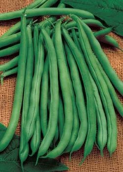 50 Blue Lake Pole Beans Vegetable