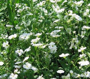 2,000 Baby’s Breath Seeds Baby Breath Flower Seeds
