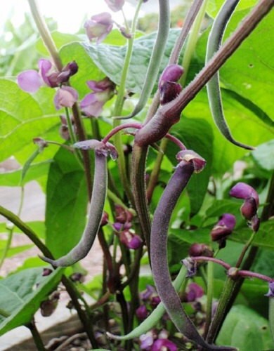 50 Seeds Bean Bush Royal Burgundy Seeds Bean Seeds
