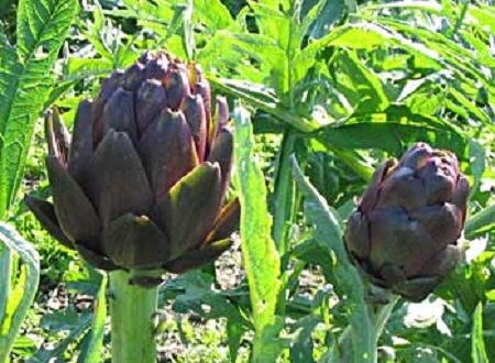 Artichoke Seeds 50 Purple Italian Seeds