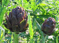 Artichoke Seeds 50 Purple Italian Seeds