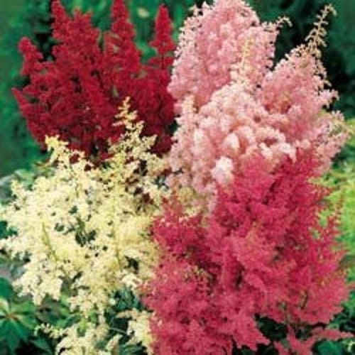 100 Astilbe Seeds Bella Mix Seeds