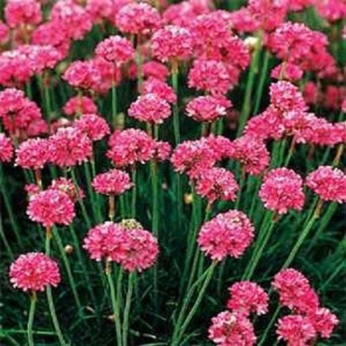 100 Seeds Armeria Maritima Splendens Flower Seeds Perennial