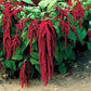 100 Amaranthus Seeds Red Love Lies Bleeding Plant