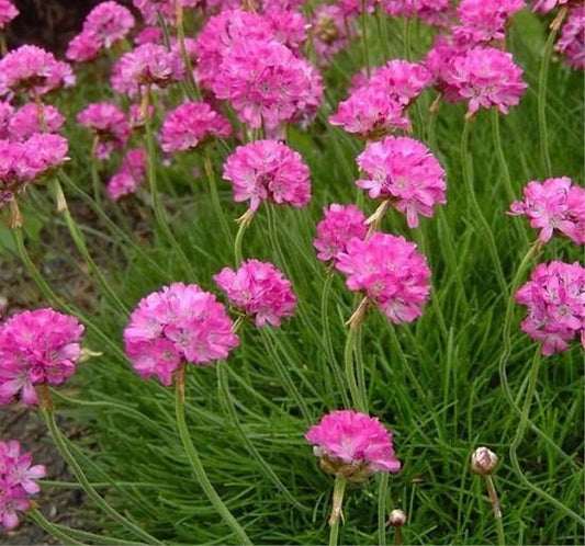 50 Seeds Armeria First Up Rose Flower Seeds Perennial Garden Leader