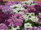 100 Alyssum Seeds Cheers Blues Mix Ground Cover
