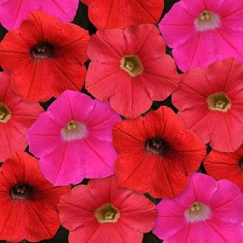 Petunia Seeds Shock Wave Mix Amp 25 Pelleted Seeds