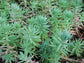 Sedum Seeds Reflexum Blue Spruce Sedum 250 Seeds Ground Cover Succulent Seed