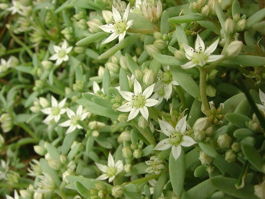 Sedum Seeds Hispanicum Sedum 250 Seeds Succulent Seed