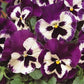 Pansy Seeds 50 Spring Matrix Purple And White NEW KIND!!