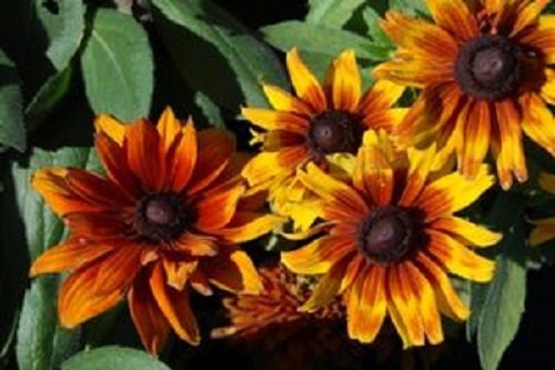 Rudbeckia Seeds Autumn Colors 50 Seeds