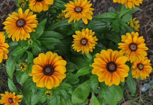 200 Rudbeckia Seeds Goldilocks