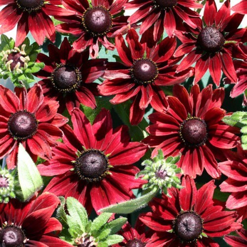 50 Flower Seeds Cherry Brandy Rudbeckia Seeds