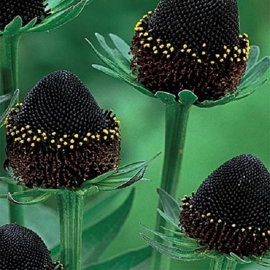 50 Rudbeckia Seeds Rudbeckia Green Wizard flower seeds