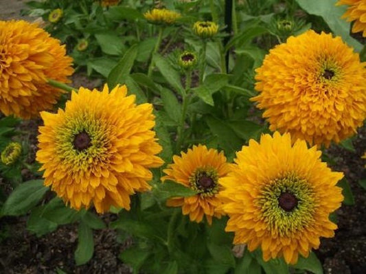 50 Rudbeckia Seeds Rudbeckia Maya Flower Seeds