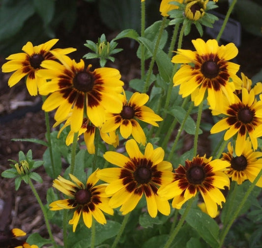 50 Rudbeckia Seeds Solar Eclipse Perennial Seeds