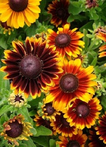 Rudbeckia Seeds To To Rustice 50 Seeds Perennial